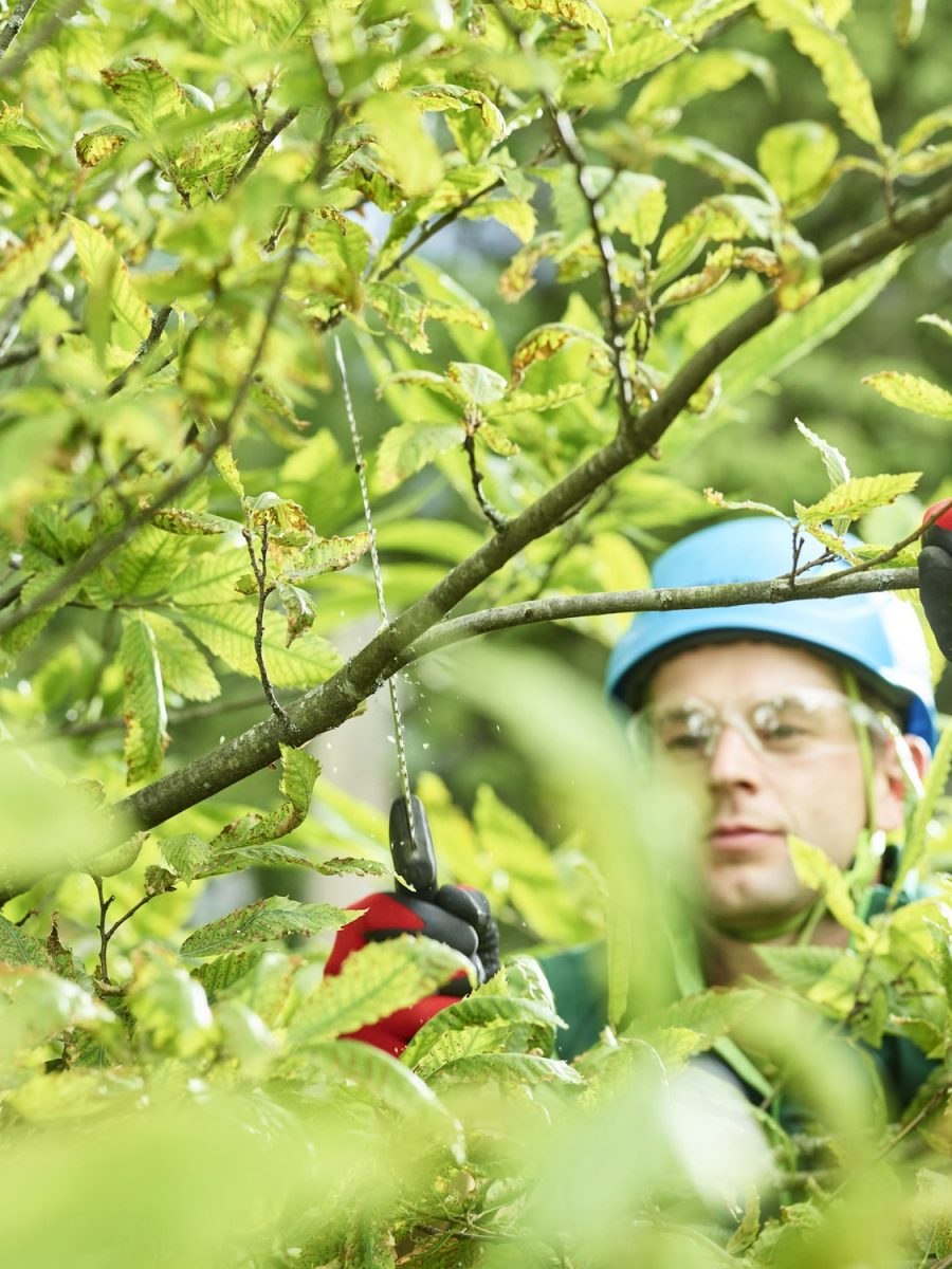 Tree cutter pruning of tree